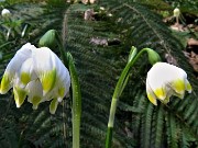 28 Leucojum vernum (Campanelle)